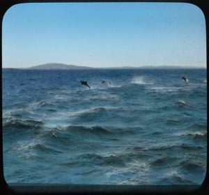 Image of Porpoises Jumping Out of the Water